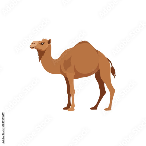 A detailed illustration of a dromedary camel standing in a neutral pose