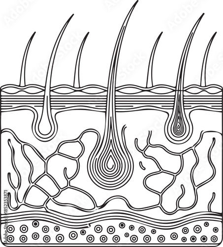 Human skin cross section line illustration showing epidermis, dermis, hair follicles, nerves and tissue layers isolated