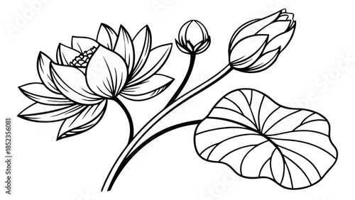 Beautiful lotus flower with leaves and buds illustration