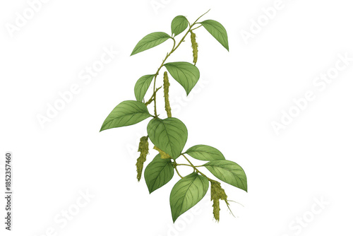 Betel vine plant with green leaves and catkins, traditional medicinal herb, botanical illustration element on transparent background