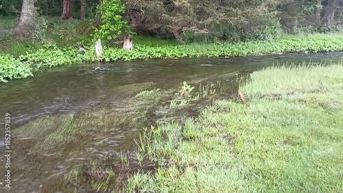 Underwater grass sways from the current of a shallow and narrow mountain river flowing along a coniferous forest on a summer morning.