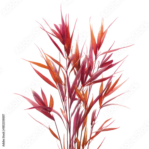 Japanese blood grass Imperata cylindrica Red Baron on transparent background