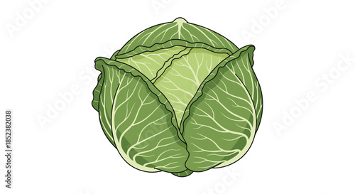 A detailed and realistic illustration of a whole head of fresh green cabbage with layered leaves, isolated on a clean white background for food graphics.