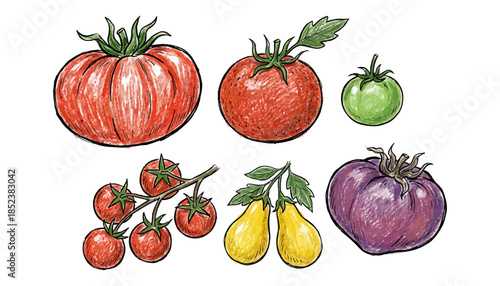 Hand drawn illustration collection featuring various colorful heirloom and standard tomatoes including red green yellow pear and purple varieties with leaves vegetables fruit
