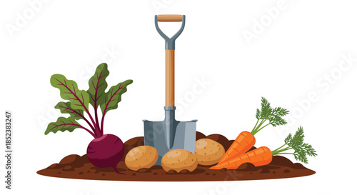 A composition of freshly harvested root vegetables like potatoes, carrots, and beetroot in a pile of soil with a shovel, isolated on white.