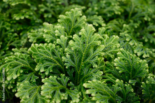 Φωτογραφία Closeup of feathery detail in green whorled leaves of Pin-Cushion Spike Moss, Se