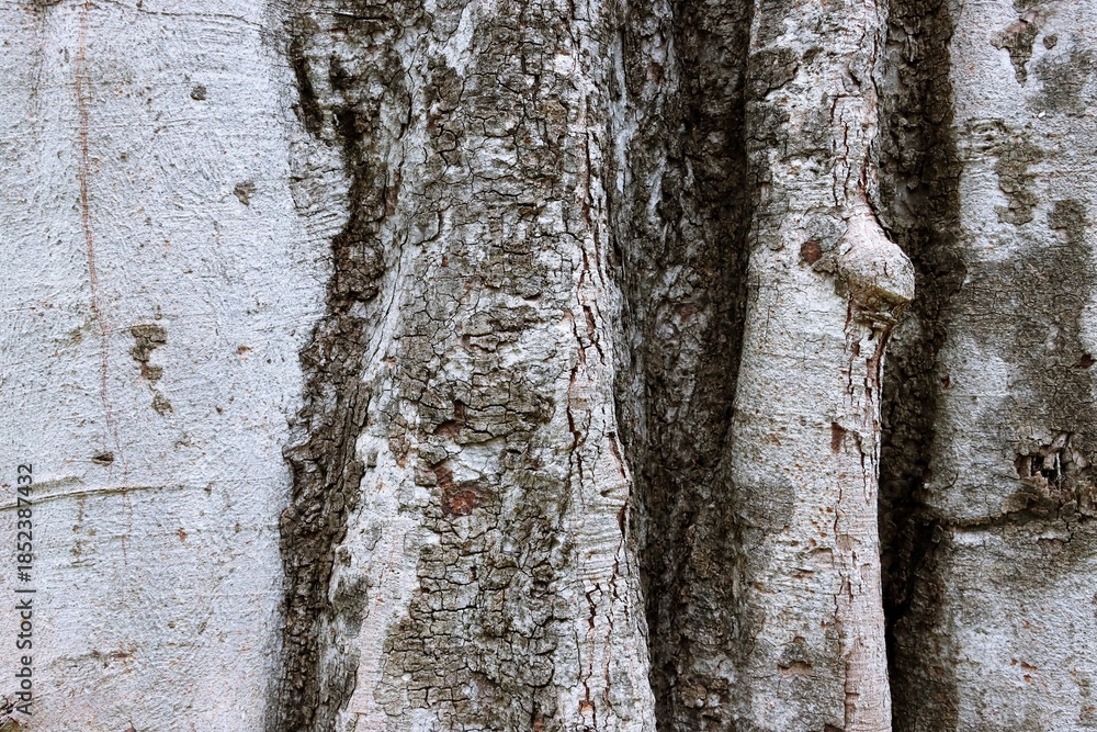 Obraz premium Cracked large tree trunk bark texture background