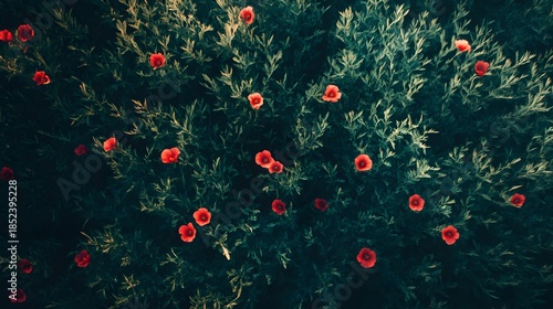 A vibrant cluster of red flowers amidst a backdrop of lush green foliage.