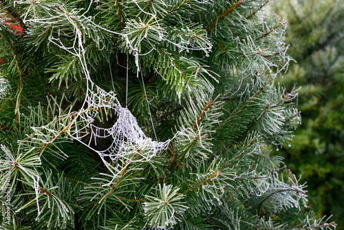 Spider web silk covered in white fog droplets on a evergreen fir tree, beautiful patterns in nature
