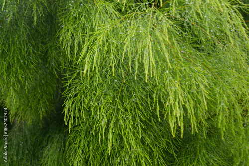 Leaf surface of the acacia lime tree. Gymnostoma sumatranum. Abstract background