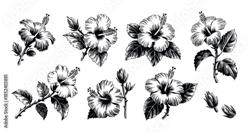 Collection of black and white hibiscus flowers and buds in a linocut style for floral design and summer themes