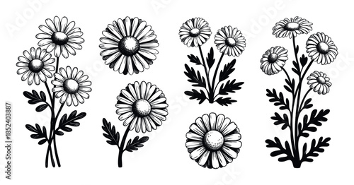 Hand drawn black ink daisy flowers with leaves for spring decoration and natural beauty projects