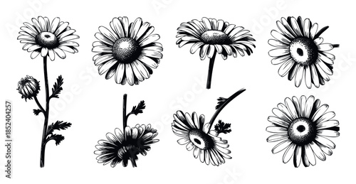 Collection of handdrawn daisy flowers and buds in various poses, perfect for floral graphics, natural themes, and botanical projects.