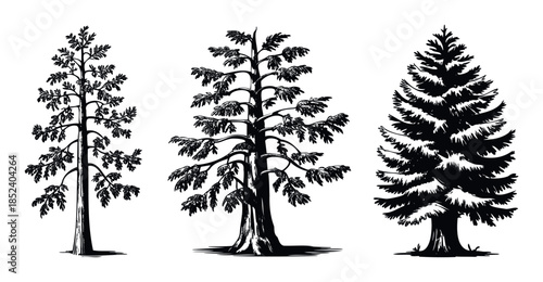 Three black and white ink drawings of coniferous trees, showing their unique silhouettes and textures, perfect for nature themed concepts and graphic projects.