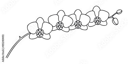 Elegant black and white line drawing of orchid flowers on a branch, perfect for floral design projects, decorative elements, and botanical art applications.