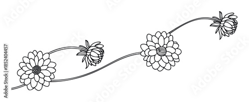 Stylized black and white floral vine with daisylike flowers for decorative borders and elegant graphic design projects.