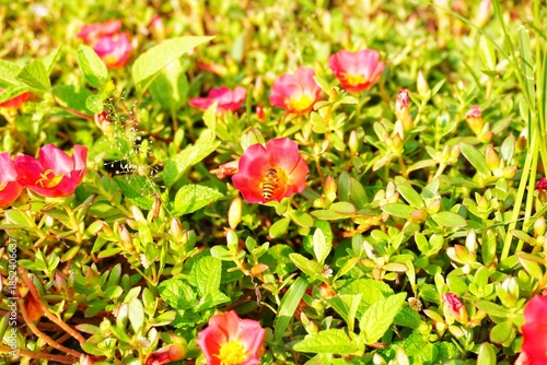 bees are taking nectar from flowers