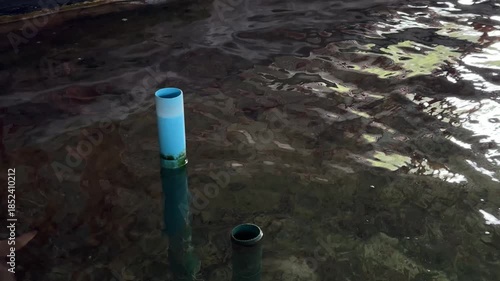 The group of sharks is swimming in the pond on the farm.