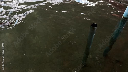 The group of sharks is swimming in the pond on the farm.