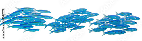 School of Blue Fish Swimming Together on White Background