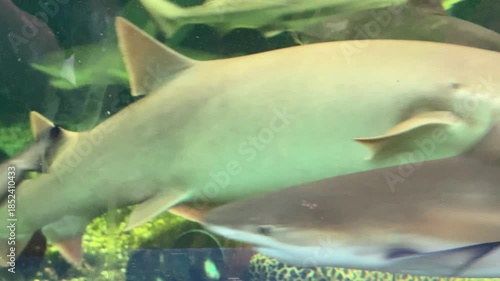 The group of sharks is swimming in the pond on the farm.