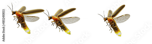 Photos Flying Firefly Collection on White Background