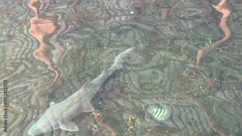 The group of sharks is swimming in the pond on the farm.
