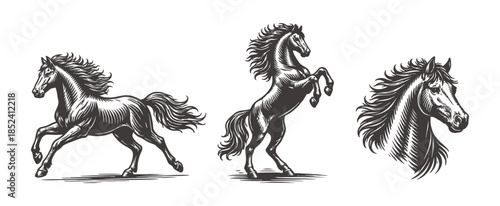 Three vintage style woodcut illustrations of powerful horses in motion.
