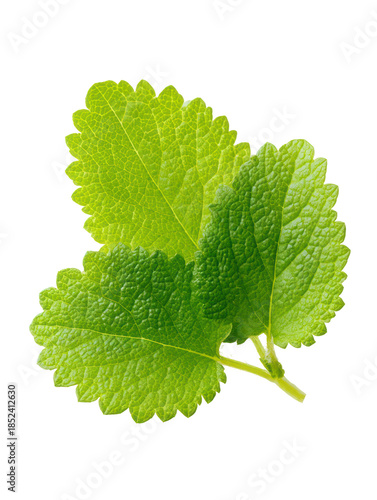 Lemon balm leaves with gentle serrated edges isolated on transparent background
