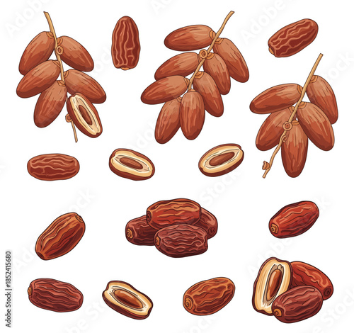 Delicious dates on branches and loose on a transparent background