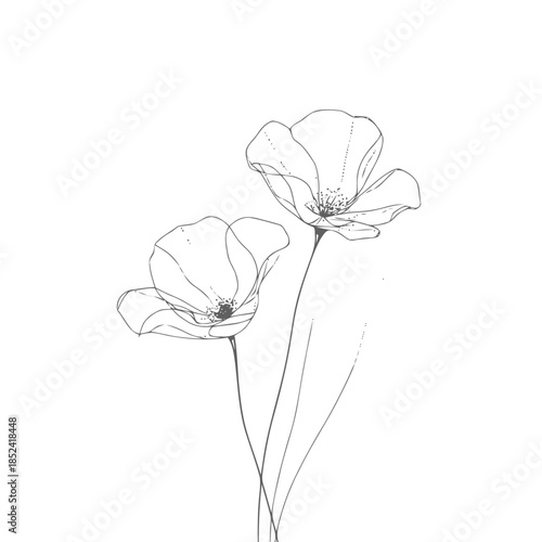 Minimalist line drawing of delicate poppy flowers with slender stems in black and white