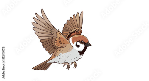 A detailed and realistic vector illustration of a common sparrow in flight with its beautiful brown wings fully spread wide.