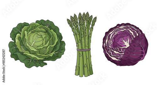 A set of three detailed and realistic illustrations of fresh vegetables including green cabbage a bunch of asparagus and red cabbage.