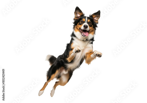 Happy border collie dog jumping isolated on transparent background
