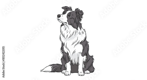 Beautifully illustrated black and white Border Collie dog sitting attentively and looking up isolated on a plain white background.