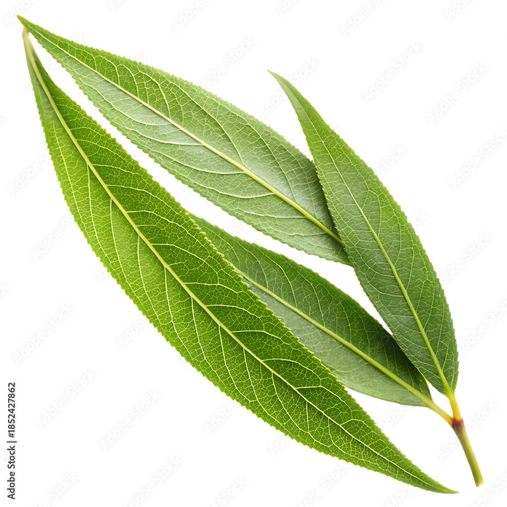 Obraz premium Willow Leaf Isolated on White Background