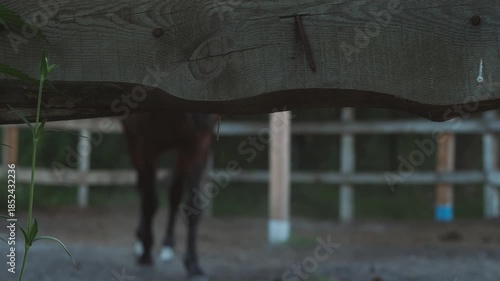 horse out of focus grazing in an outdoor enclosure behind a wooden fence, horse farm, racehorse paddock