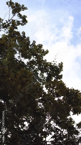 Detail of tree branches and dense leaves blowing in the wind against a cloudy blue sky. Bottom view of tree branches with dense green leaves moving in the strong wind against a blue sky with clouds.