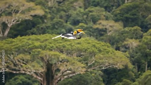 Colorful Bird Flying Over Lush Green Forest in Natural Wildlife Habitat