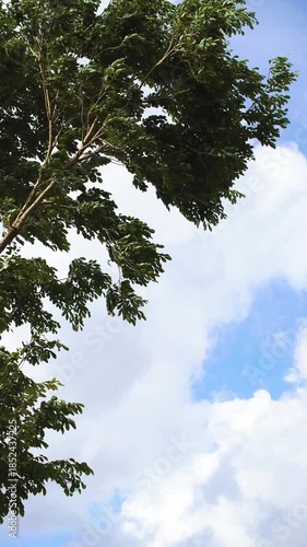 Detail of tree branches and dense leaves blowing in the wind against a cloudy blue sky. Bottom view of tree branches with dense green leaves moving in the strong wind against a blue sky with clouds.