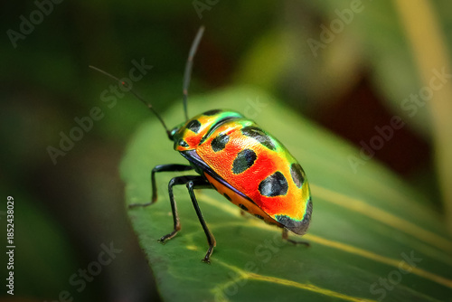 Picasso bug macro colorful shield insect green leaf close-up, vibrant rainbow patterned Sphaerocoris annulus jewel bug rests on foliage with iridescent spots, exotic tropical insect wildlife photo