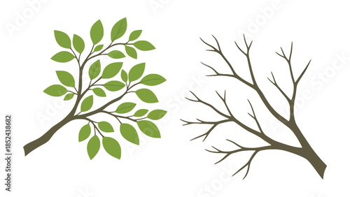 Contrasting tree branches, one vibrant with green leaves, the other bare and dormant