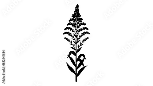 Elegant silhouette of a tall flowering plant against a stark white background.
