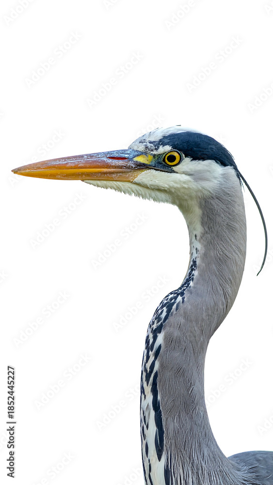 Fototapeta premium A close-up portrait showcases a long-necked bird, its head and neck in sharp detail against a black background