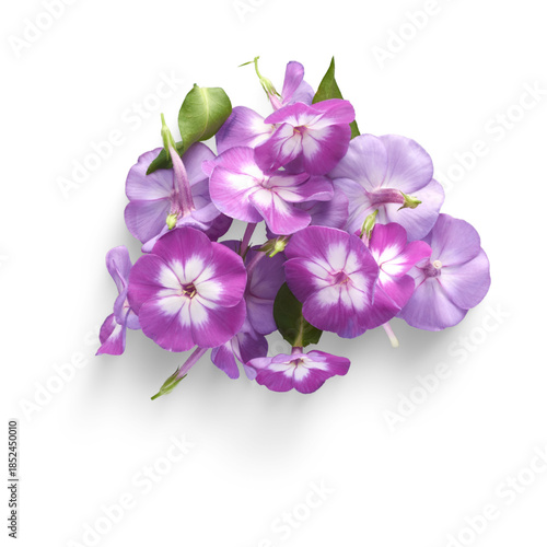 Wallpaper Mural Closeup of a cluster of delicate purple and white phlox flowers. Torontodigital.ca