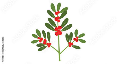 Simple botanical illustration of a holly or ilex branch with green leaves and red berries for Christmas holiday decoration.