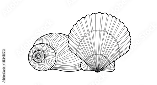 Detailed black and white engraving-style illustration of two seashells a spiral snail shell and a ribbed scallop shell.
