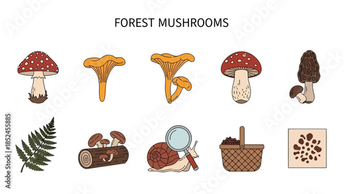 Cartoon illustrations of forest mushrooms flora fauna and related objects