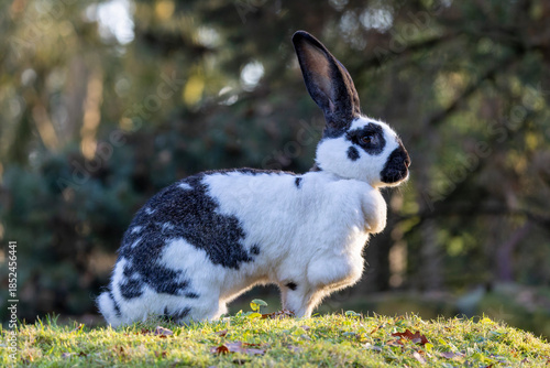 Ein schwarz-weißer Deutscher Riese in der Seitenansicht auf einer Wiese sitzend