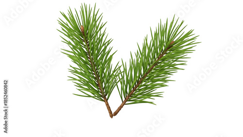 Pine tree branch isolated on transparent background with green needles